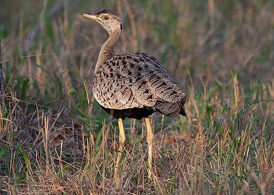 Black-bellied Korhaan